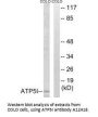Anti-ATP5I Antibody
