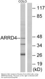 Anti-ARRD4 ARRDC4 Antibody