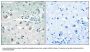 Anti-PLA2G4D Antibody