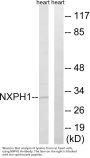 Anti-NXPH1/Neurexophilin 1 Antibody