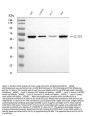 Anti-GLIS1 Antibody Picoband®