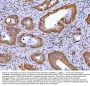 Anti-GLIS1 Antibody Picoband®