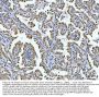 Anti-GLIS1 Antibody Picoband®