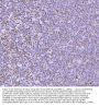 Anti-GLIS1 Antibody Picoband®