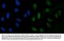 Anti-GLIS1 Antibody Picoband®