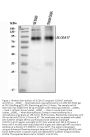 Anti-SLC6A17 Antibody Picoband®