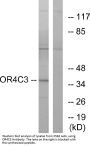 Anti-Olfactory receptor 4C3 OR4C3 Antibody