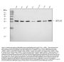 Anti-MRPS18B Antibody Picoband®