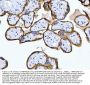 Anti-MRPS18B Antibody Picoband®