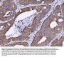 Anti-MRPS18B Antibody Picoband®