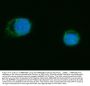 Anti-MRPS18B Antibody Picoband®