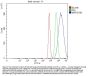Anti-MRPS18B Antibody Picoband®
