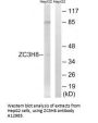 Anti-ZC3H8/Fliz1 Antibody
