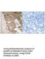 Anti-ZC3H8/Fliz1 Antibody