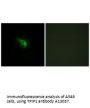 Anti-TPIP1 TP53AIP1 Antibody