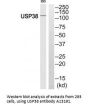 Anti-USP38 Antibody