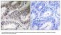 Anti-COX19 Antibody