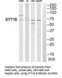 Anti-Synaptotagmin-16 SYT16 Antibody