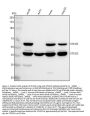 Anti-STK32C Antibody Picoband®