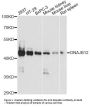 Anti-DNAJB12 Antibody
