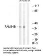 Anti-Protein FAM84B FAM84B Antibody