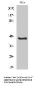 Anti-Serpin B12 Antibody