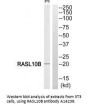 Anti-RASL10B Antibody