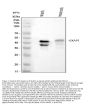 Anti-GKAP1 Antibody Picoband®