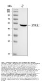 Anti-SNX31 Antibody Picoband®