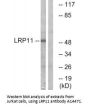 Anti-LRP11 Antibody