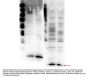 Anti-Histone H4 HIST1H4A Antibody