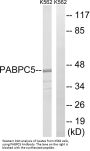Anti-PABPC5 Antibody