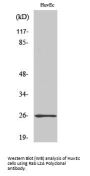 Anti-Rab L2A Antibody