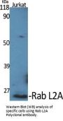Anti-Rab L2A Antibody