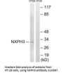 Anti-NXPH3/Neurexophilin 3 Antibody