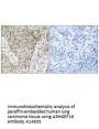 Anti-ARHGEF19 Antibody