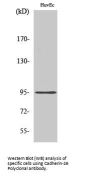 Anti-Cadherin-26 Antibody
