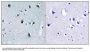 Anti-Collagen XX alpha1 COL20A1 Antibody