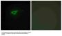Anti-Collagen XX alpha1 COL20A1 Antibody