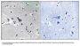 Anti-SLC6A16 Antibody