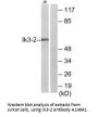 Anti-Ik3-2 CABLES2 Antibody