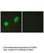 Anti-Ik3-2 CABLES2 Antibody