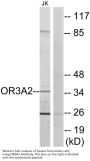 Anti-Olfactory receptor 3A2 OR3A2 Antibody