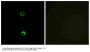 Anti-Olfactory receptor 3A2 OR3A2 Antibody