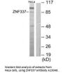 Anti-Zinc finger protein 337 ZNF337 Antibody
