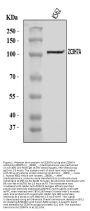Anti-ZC3H7A Antibody PicobandÂ®