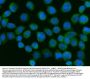 Anti-ZC3H7A Antibody PicobandÂ®