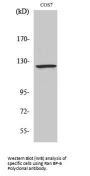 Anti-Ran BP-6 Antibody