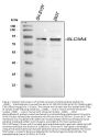 Anti-SLC5A4 Antibody Picoband®