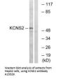 Anti-KCNS2/Kv9.2 Antibody